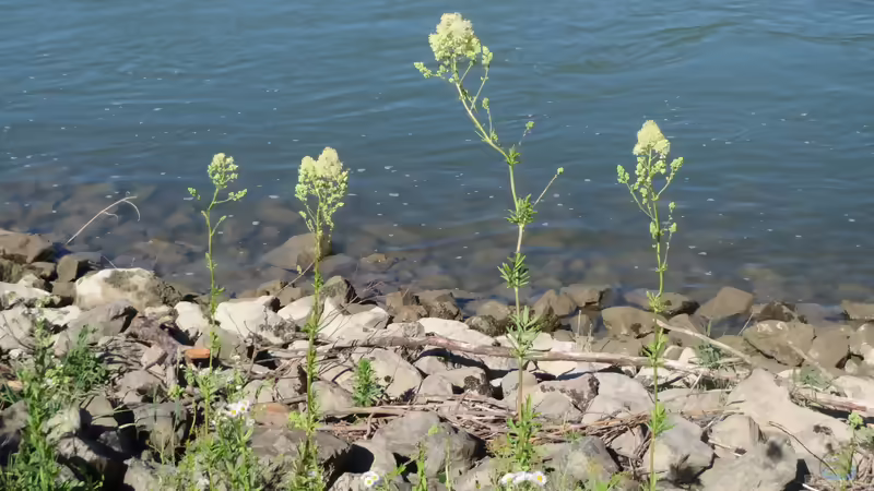 Gelbe Wiesenraute ist Blume des Jahres 2027 - Porträt einer besonderen Wildpflanze