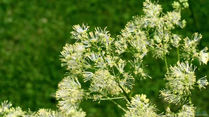 Gelbe Wiesenraute ist Blume des Jahres 2027 - Porträt einer besonderen Wildpflanze