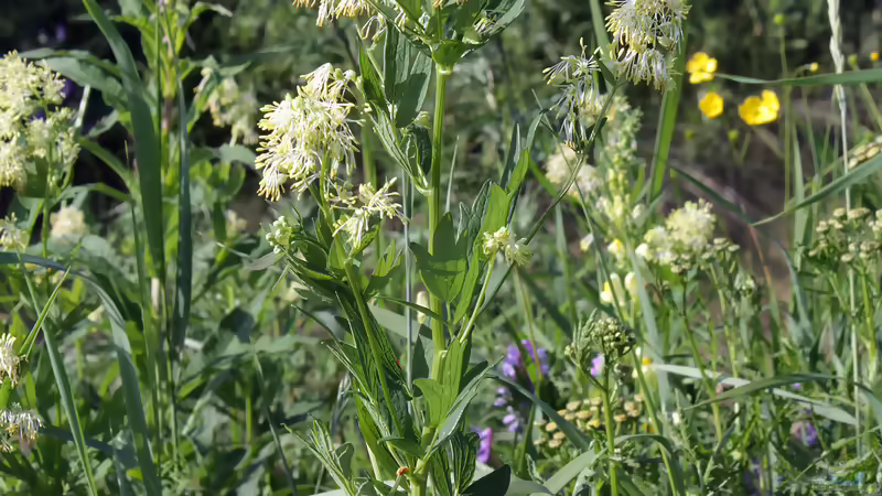 Gelbe Wiesenraute ist Blume des Jahres 2027 - Porträt einer besonderen Wildpflanze