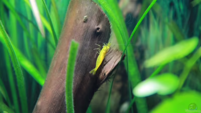 gelbe Zwerggarnele und Blasenschnecke von tomsabi (11)