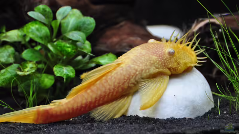 Gelber Antennenwels von Barschi1 (3)