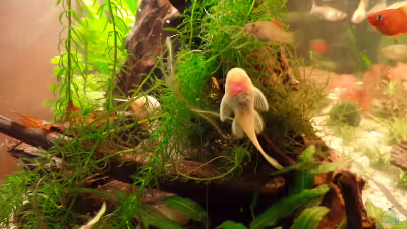 Gelber Antennenwels von raubsau (53)