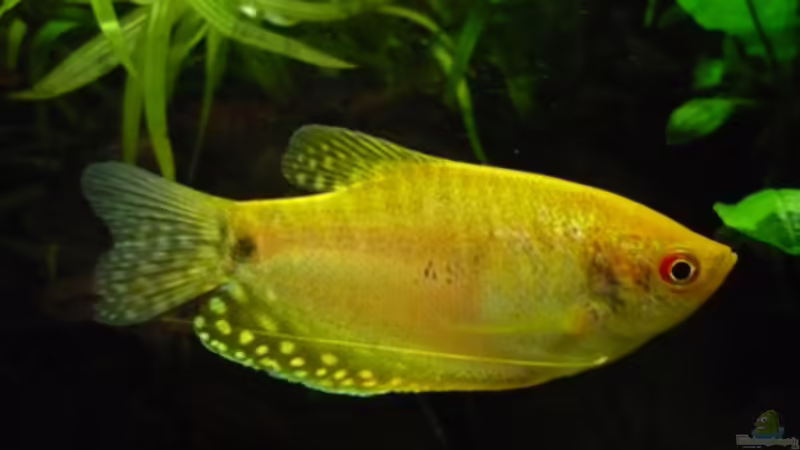 gelber Fadenfisch von Christiane Feldmann (34)