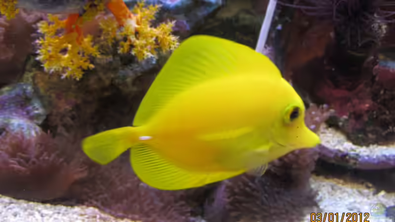 gelber Hawaii Doktorfisch von lippfisch (19)