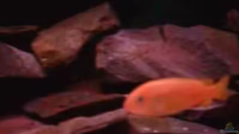 Gelber Kaiser von Tobinhio (11)