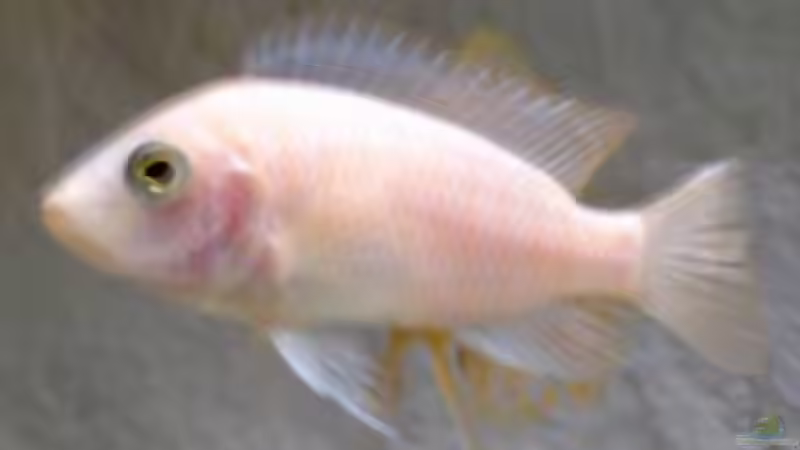 Gelber Kaiser Weibchen von Tobinhio (12)