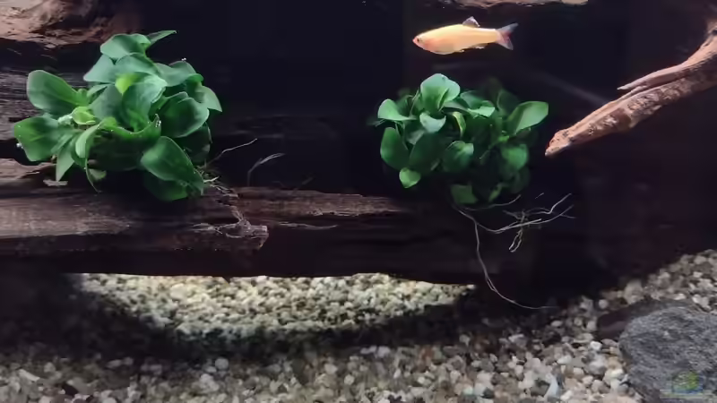 Gelber Kardinal am 14.10.2021 von C-NA (34)