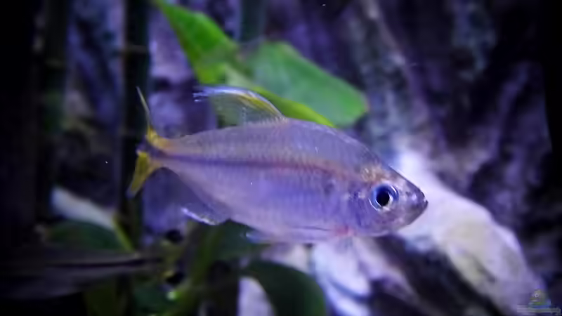 Gelber Kongosalmler von snooze (92)