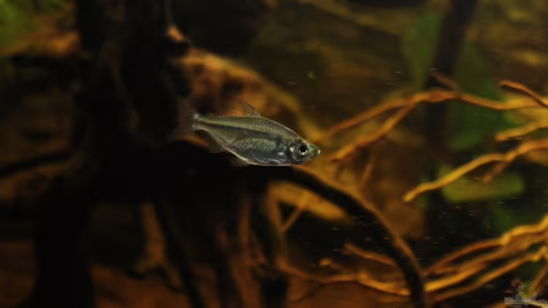 Aquarien mit Alestopetersius caudalis (Gelber Kongosalmler)