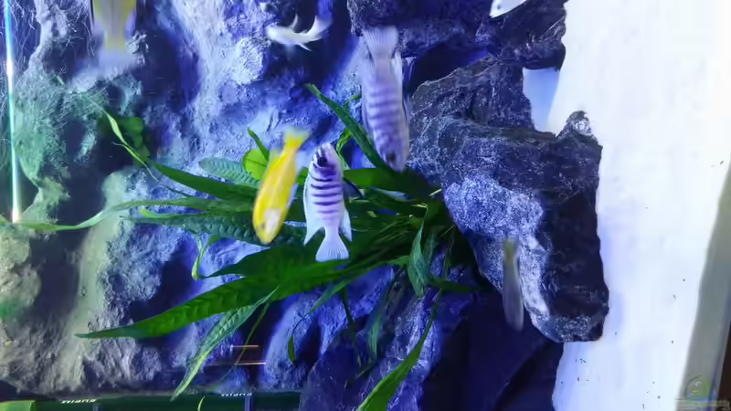 Gelber Labidochromis mit Malawi Zebrabuntbarsch von Chrille1904 (11)