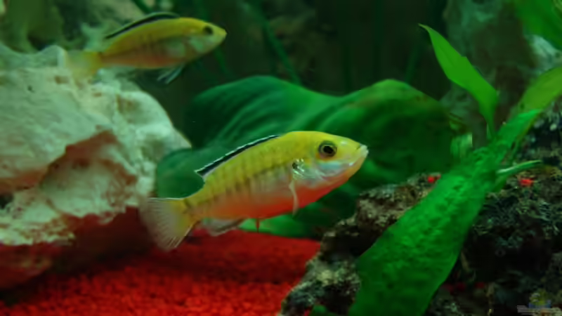 Gelber Maulbrüter-Labidochromis caeruleus von kk1971 (2)