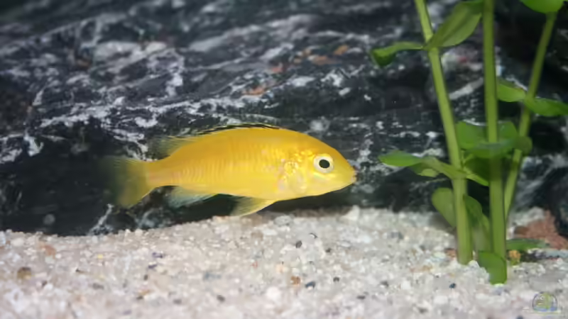 Gelber Maulbüter von Photi (5)