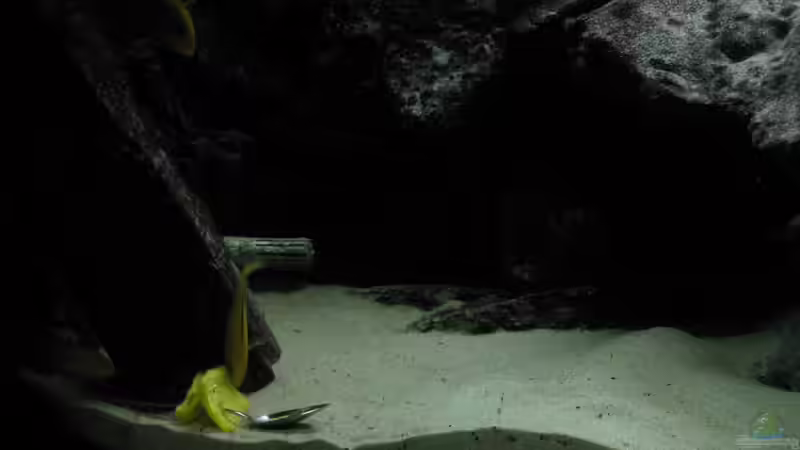 Gelber Paprika geschält von HessiJames (27)