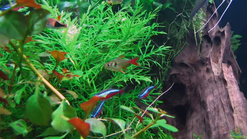 gelber Phantomsalmler von Sarah (74)