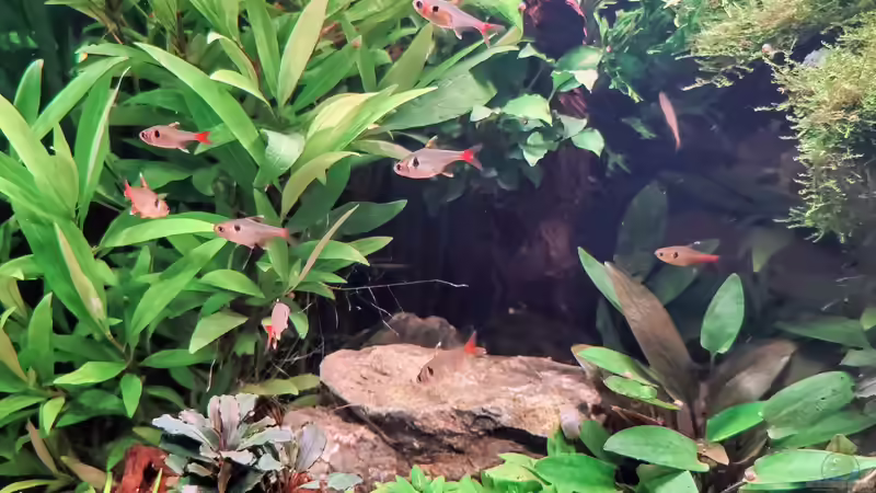 Gelber Phantomsalmler von Tobes (9)