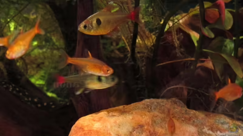 Hyphessobrycon roseus im Aquarium halten (Einrichtungsbeispiele für Gelber Phantomsalmler)