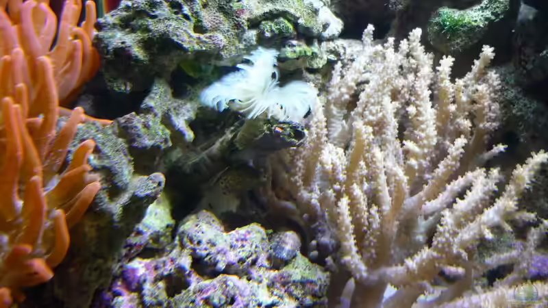 Gelber Röhrenwurm von Red ( Jürgen ) (17)