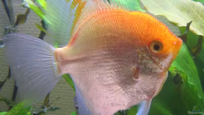 Gelber Skalar (18cm hoch) von Amazonas-live (24)