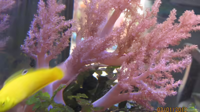 gelber Zitronenlippfisch von lippfisch (18)