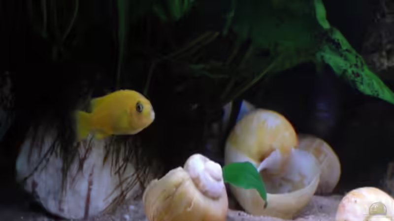 Gelbes Saulosi Weibchen von Carsten Ries (13)