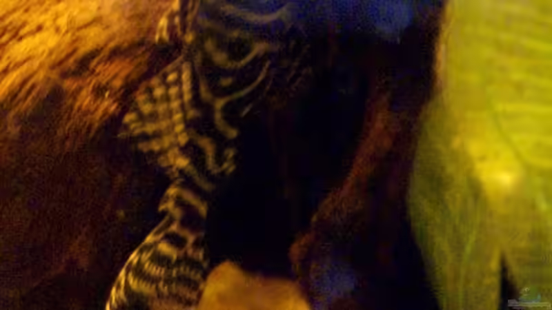 Aquarien mit Panaqolus sp. "L 2" (Tigerharnischwels)