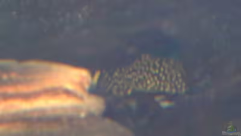 Gelbsaumwels. von Robert Schröder (17)