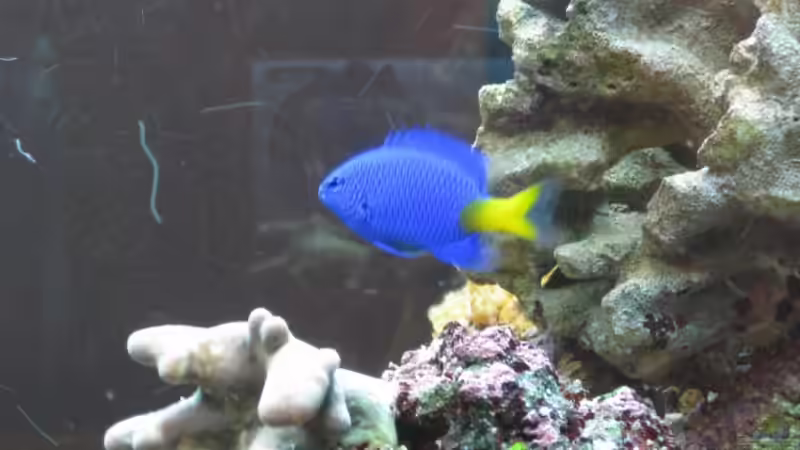 Gelbschwanzmoiselle [ Februar, erster Fisch ] von Christian Schneider (33)