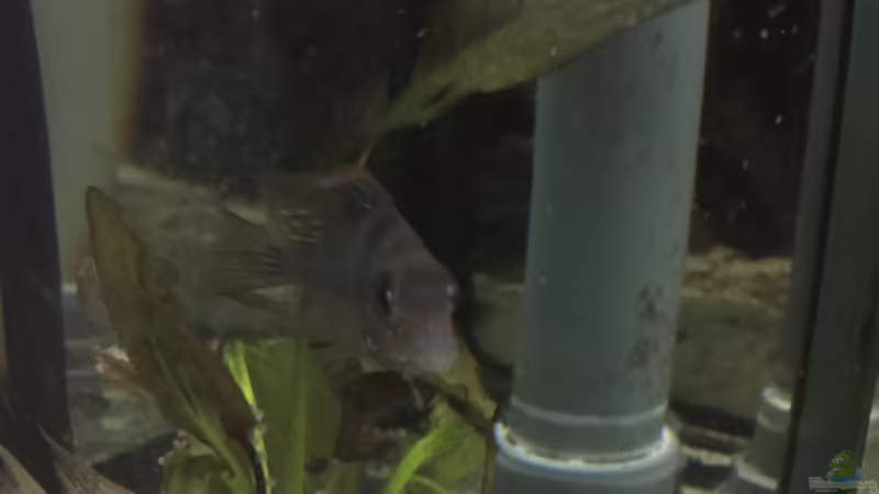 Echinodorus Ozelot im Aquarium pflegen (Einrichtungsbeispiele für Ozelot-Schwertpflanze)