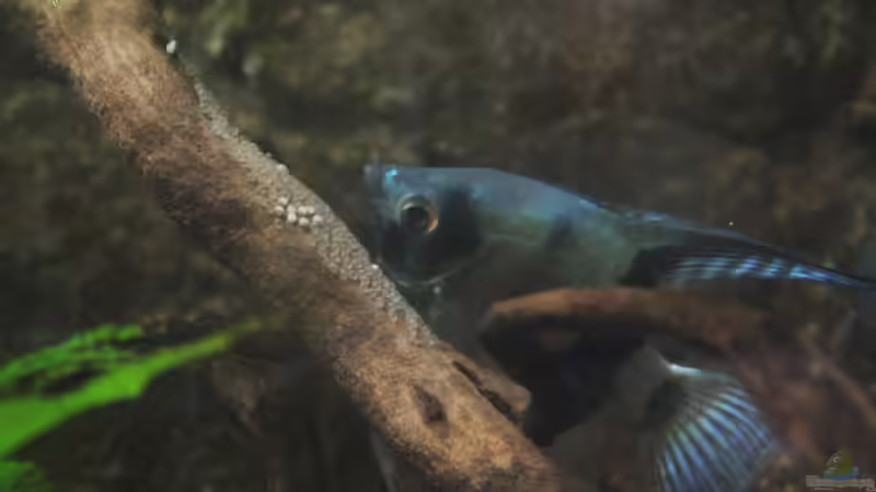 Gelege bei einem der zwei Paare von Falk (46)