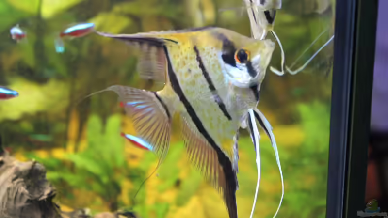 Gelege bewachen?? von Ottche (157)