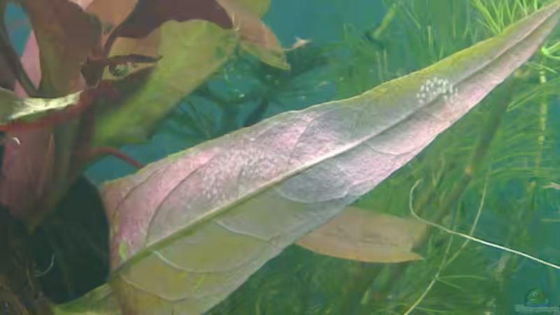 Gelege der Blasenschnecke von Johannes Klopf (19)