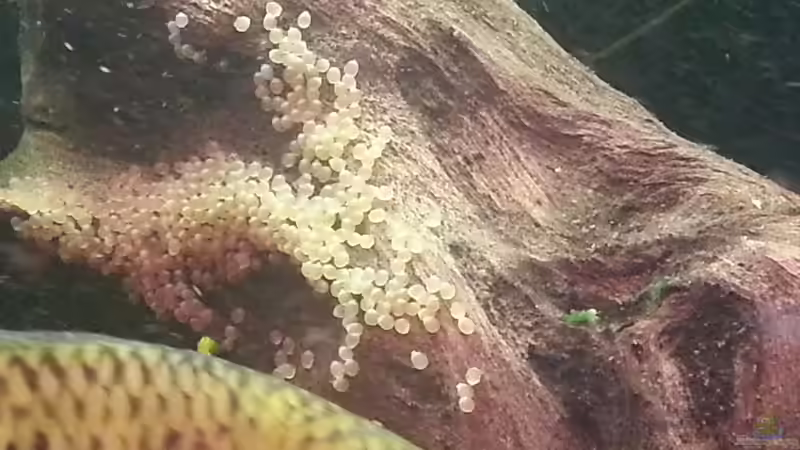 Aquarien mit Mesonauta festivus (Flaggenbuntbarsch)