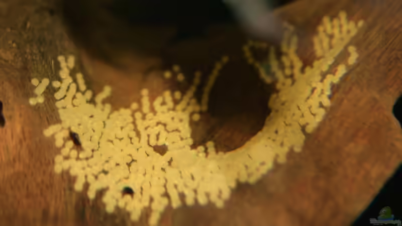 Gelege der Geophagus - strategisch super Platz diesmal! von Minzi (43)