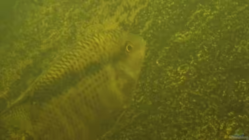 Gelege der Mensonauta Guayanae am 01.12.12 von Laura (66)