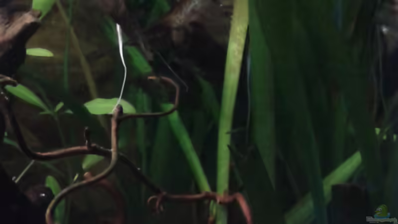 Gelege der Skalare 23.02.2016 von Ele Meer (19)