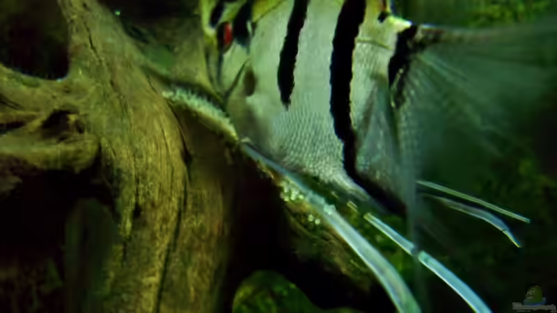 Gelege entsteht  02.01.2014 von PH Neutral (46)