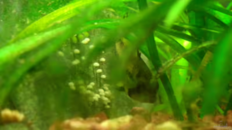 Gelege Kakadu-Zwergbuntbarsch 16.11.2010 von Sabrina (13)