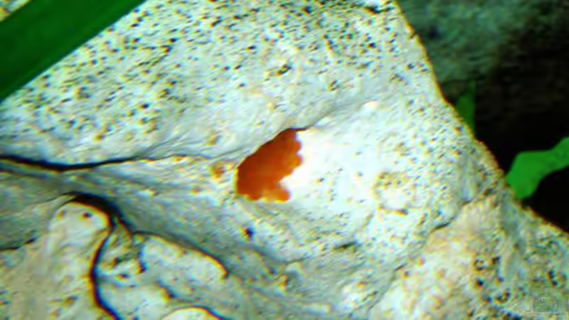 Gelege meiner Blauen Antenenwelse von MalawiEder (13)