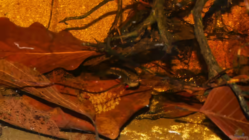 Gelege und Weibchen Dicrossus filamentosus von Goldfisch (26)