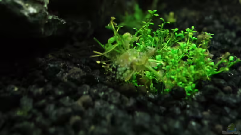 Gelege von Blasenschnecke von Murphy1977 (13)