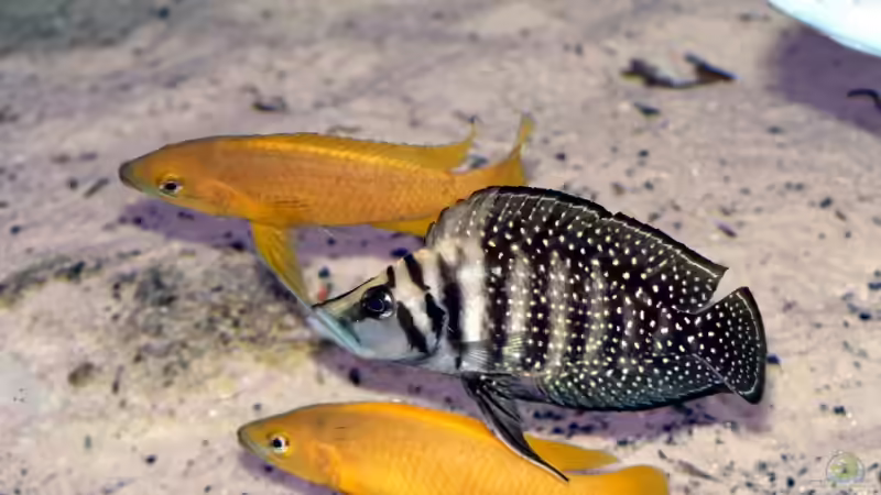 Geleitschutz von Baeltes (17)