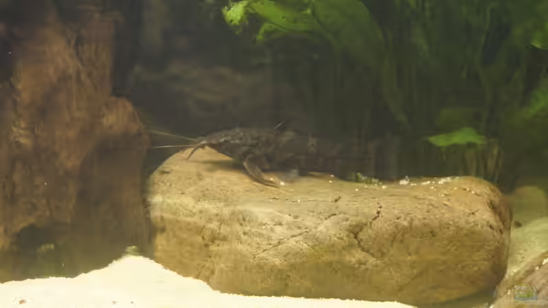 gemalter Schwielenwels von Birkenzeisig (5)