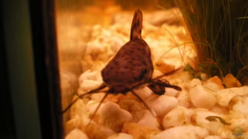 gemarlener Panzerwels  von Thomas Weißleder (25)