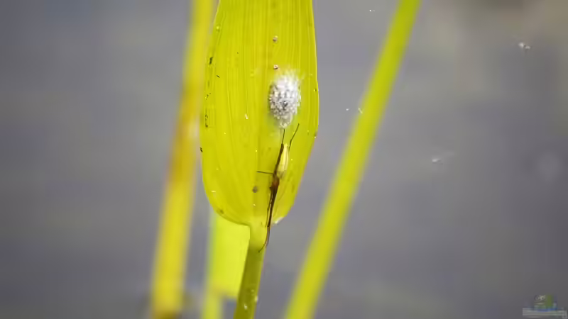 Gemeine Streckerspinne ((Tetragnatha extensa) mit Kokon 16.07.2019 von Acki50 (85)