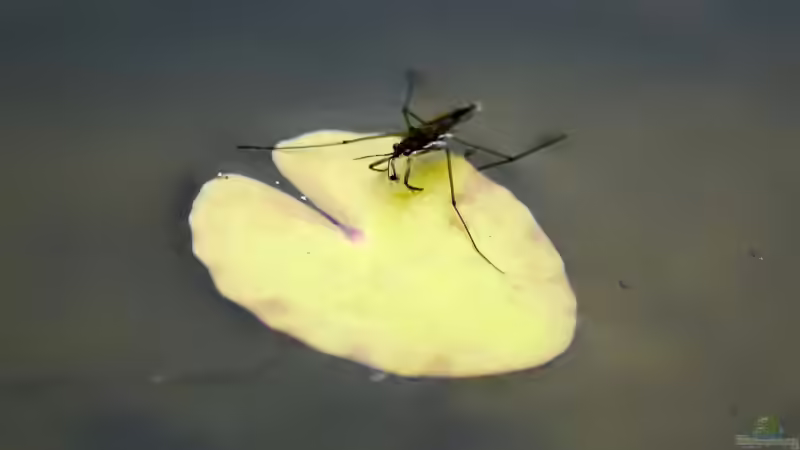 Gemeinen Wasserläufer (Gerris lacustris) 16.07.2019 von Acki50 (86)