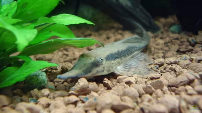 gemeiner Bartwels juli 2007 von Wels-fan (59)