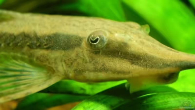 gemeiner Bartwels von Wels-fan (52)