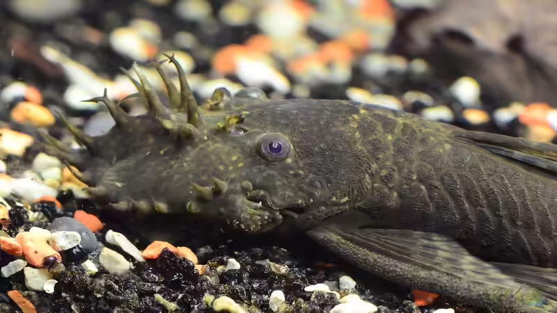 gemeiner blauer Antennenwels von Gallius (8)