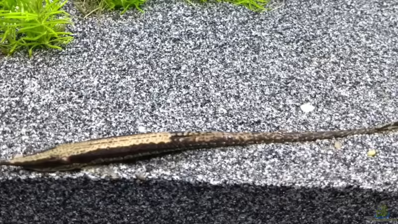 Gemeiner Nadelwels (Farlowella acus) von Stephy (43)