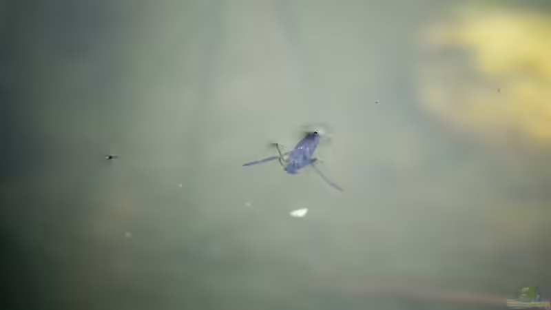 Gemeiner Rückenschwimmer (Notonecta glauca) 16.07.2019 von Acki50 (87)